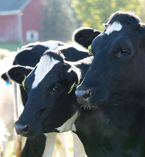 Dairy cows from the Stonyvale Farm.