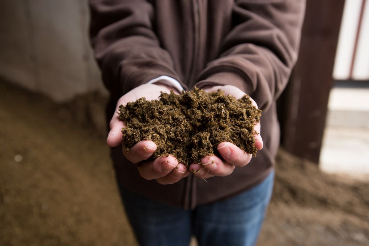 Digestate Agri-Cycle worker holding dried digestate from the AD process.