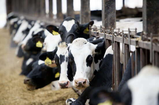 Cows
